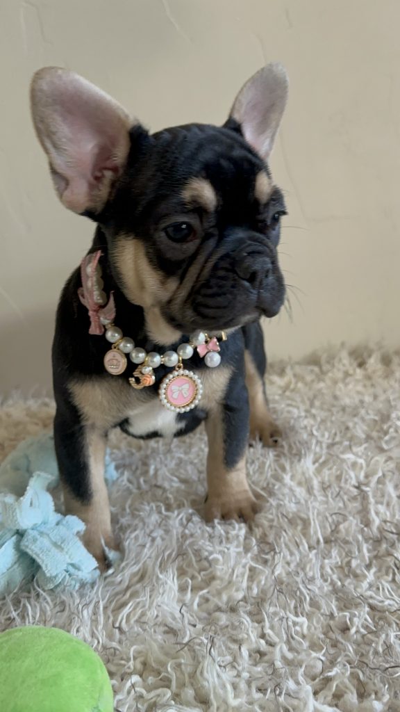 Jaden | Black & Tan French Bulldog Female | Available Now