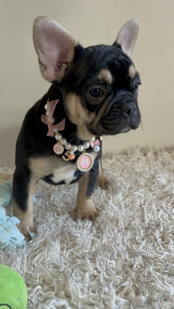Jaden | Black & Tan French Bulldog Female | Available Now