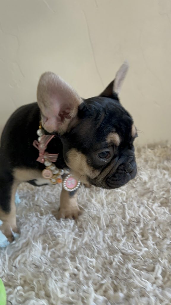 Jaden | Black & Tan French Bulldog Female | Available Now