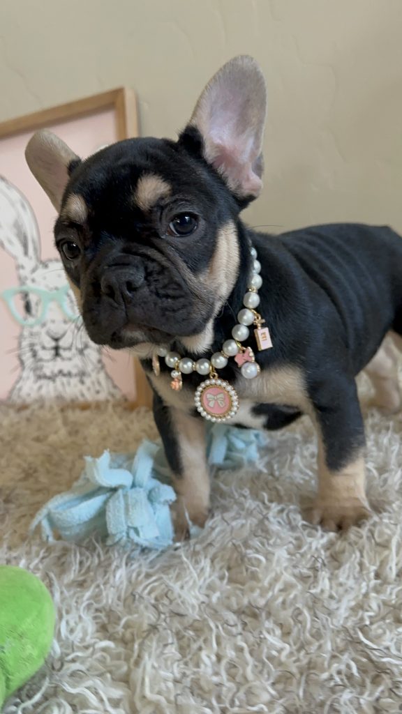 Jaden | Black & Tan French Bulldog Female | Available Now