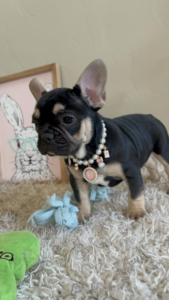 Jaden | Black & Tan French Bulldog Female | Available Now