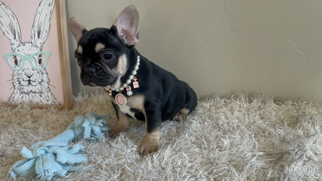 Jaden | Black & Tan French Bulldog Female | Available Now