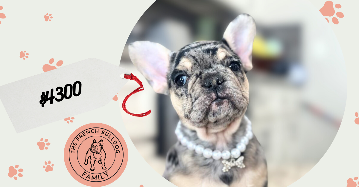 Leia | Black Merle French Bulldog Female | The Princess