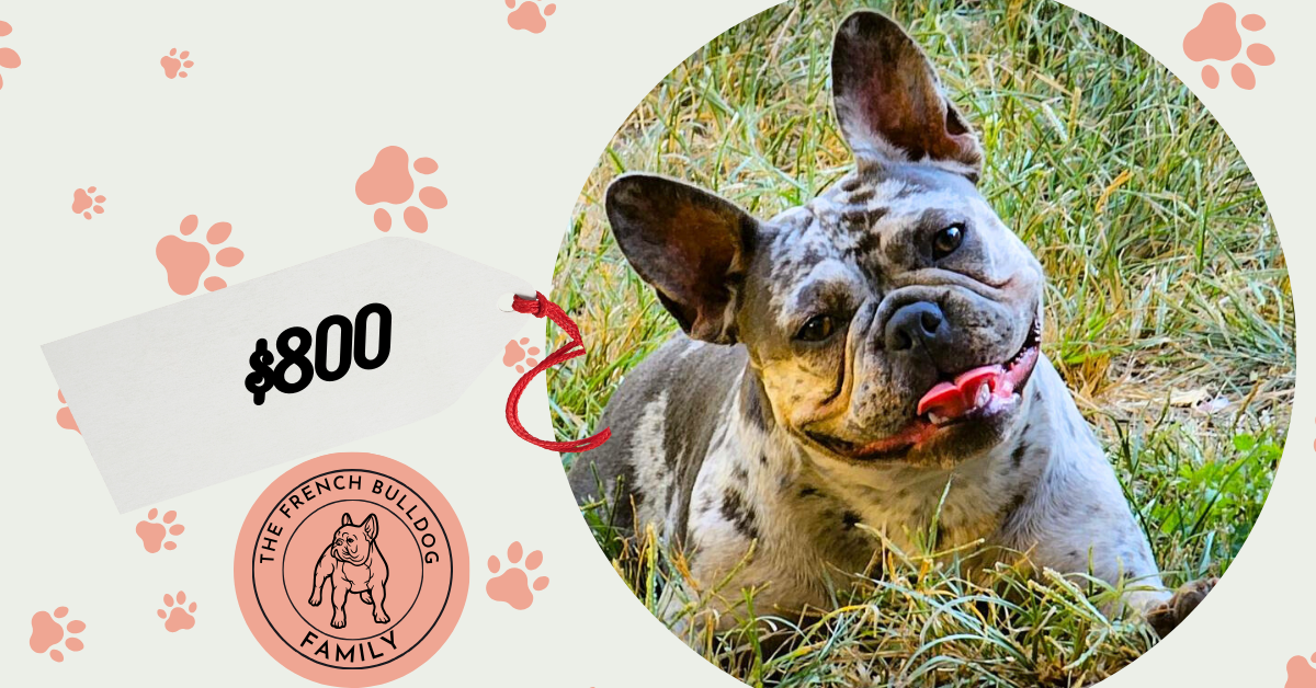 Aspen | Blue Mere French Bulldog Female | Adult Available