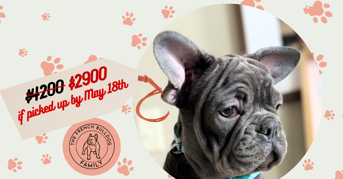 Kiki | Blue French Bulldog Female | Ewok Ears