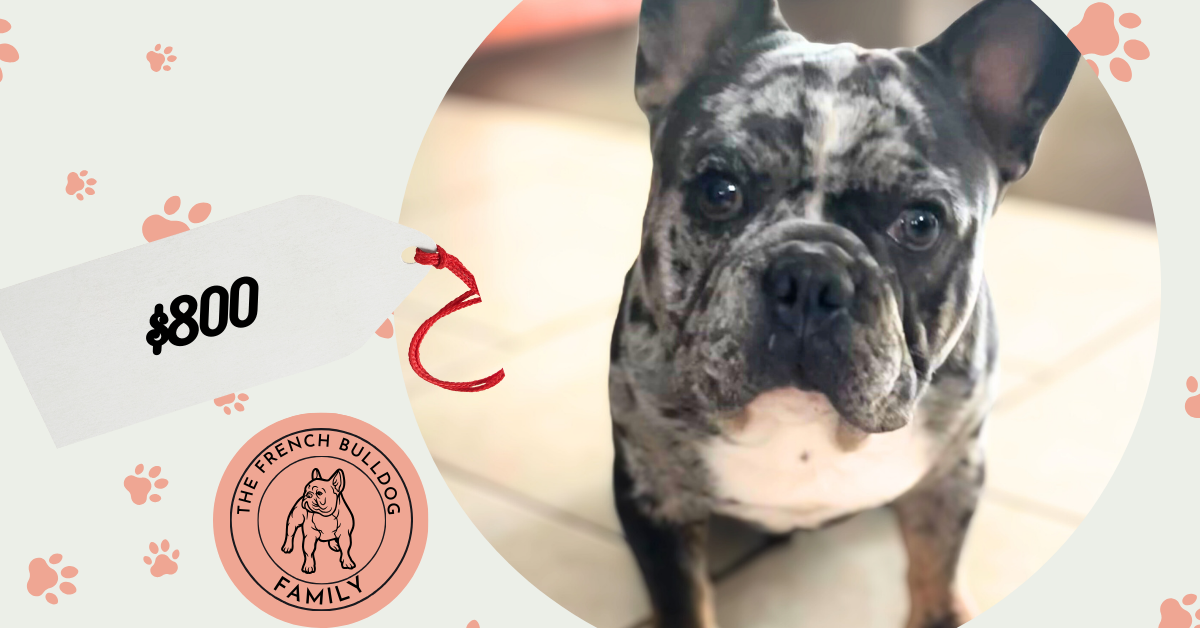 Mike | Blue Merle & Tan French Bulldog Male | Adult Available