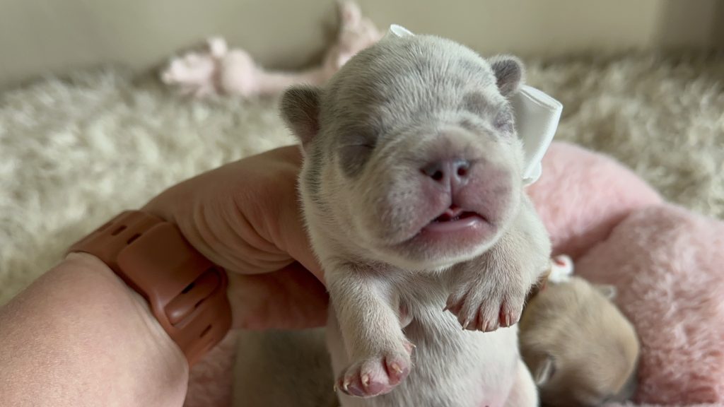 Oscar | Lilac Merle French Bulldog Male | Available in June 2025