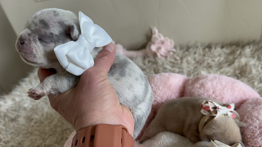 Oscar | Lilac Merle French Bulldog Male | Available in June 2025
