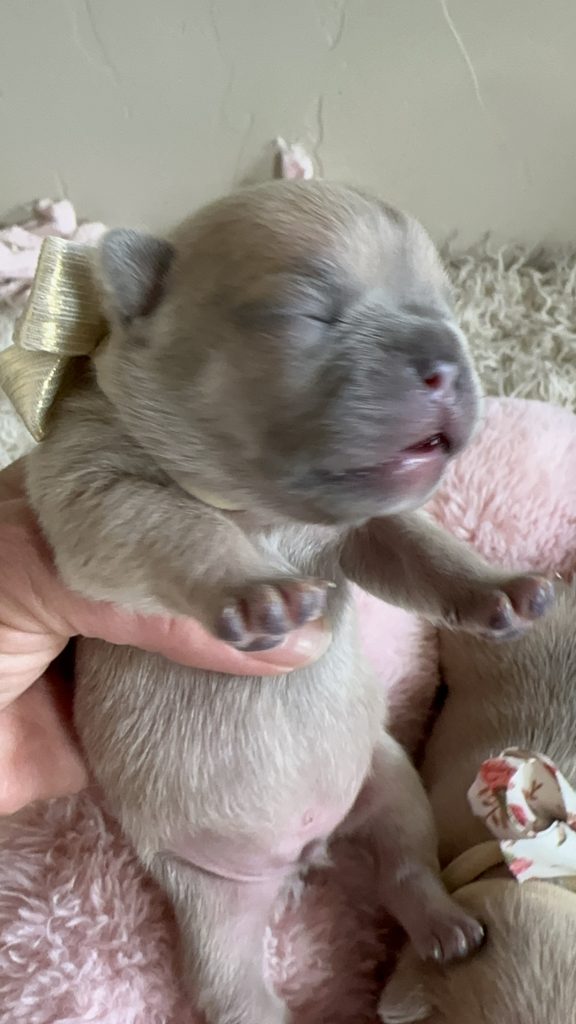 Otto | Lilac Fawn French Bulldog Male | Available in June 2025