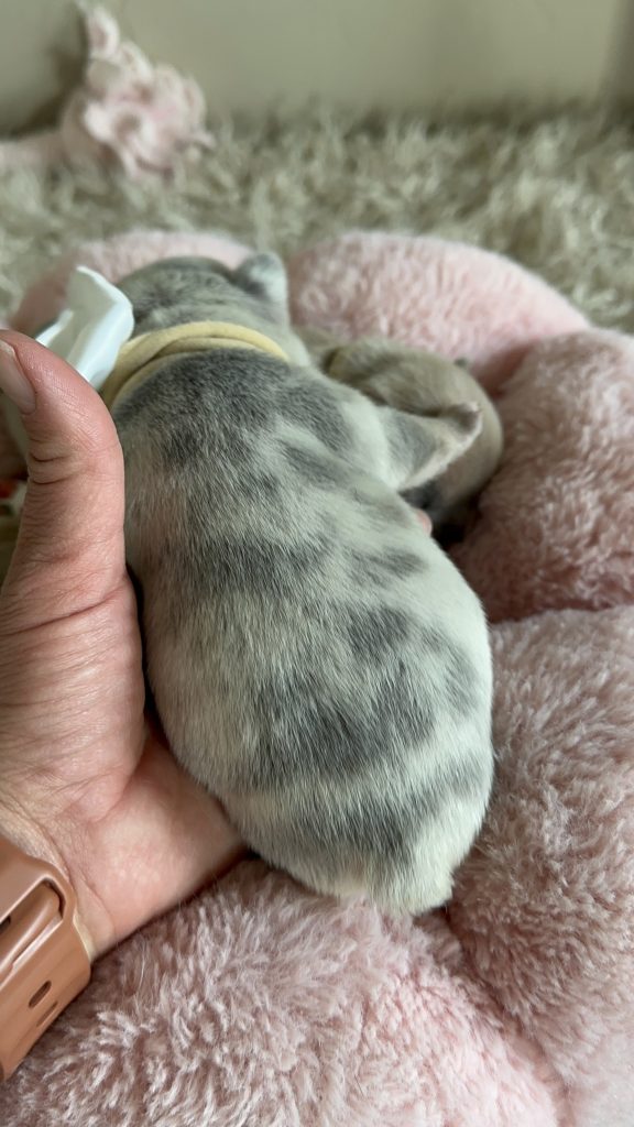 Oscar | Lilac Merle French Bulldog Male | Available in June 2025