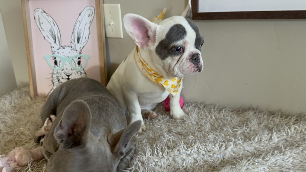 Jax | Blue Merle & Tan French Bulldog Male | Available Now