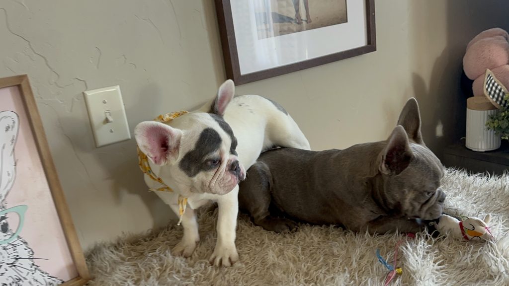 Jax | Blue Merle & Tan French Bulldog Male | Available Now