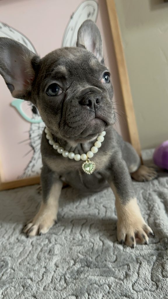 Nutella | Blue & Tan French Bulldog Female | Available in May 2025