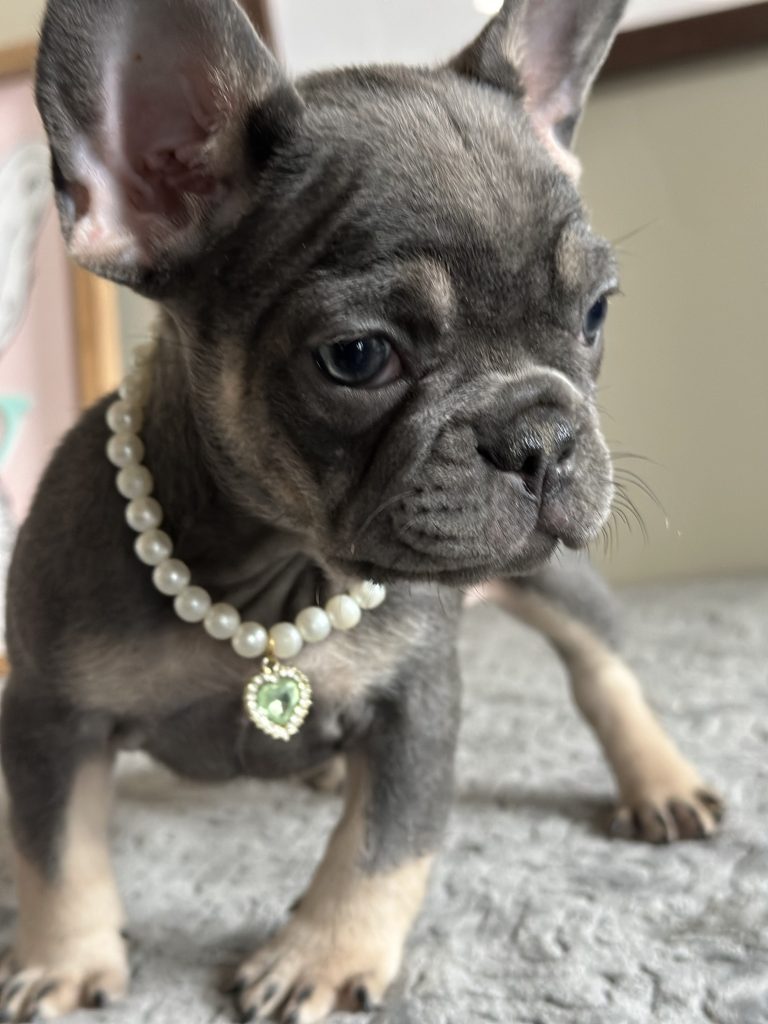 Nutella | Blue & Tan French Bulldog Female | Available in May 2025