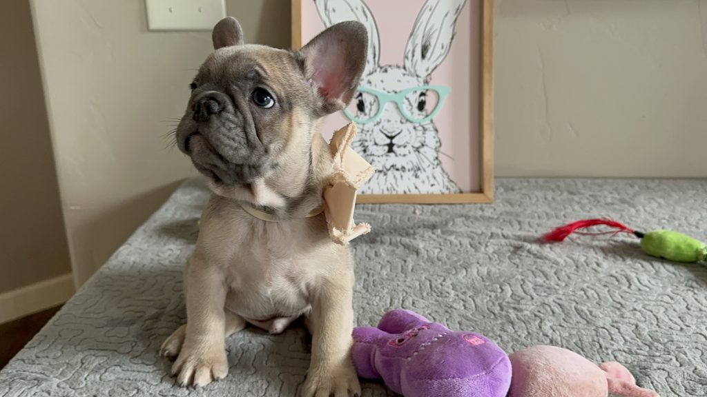 Nike | Blue Fawn French Bulldog Female | Available in May 2025