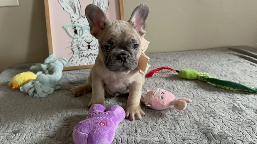 Nike | Blue Fawn French Bulldog Female | Available in May 2025
