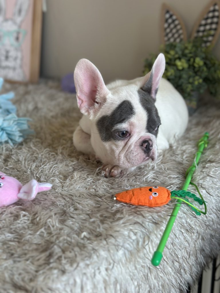 Jax | Blue Merle & Tan French Bulldog Male | Available Now