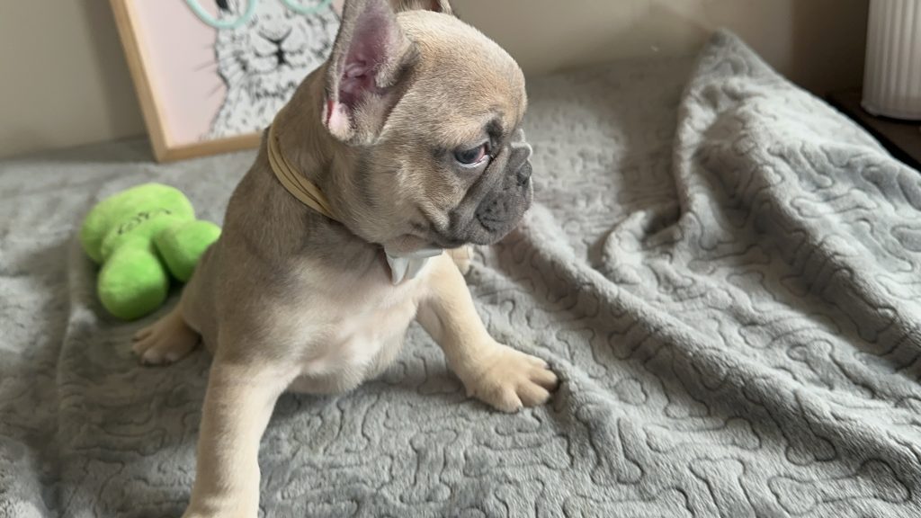 Newton | Blue Fawn French Bulldog Male | Available in May 2025