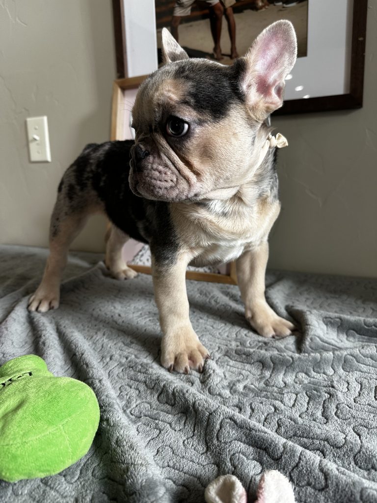 Jax | Blue Merle & Tan French Bulldog Male | Available Now