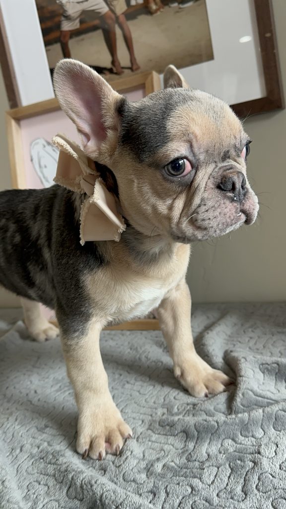 Jax | Blue Merle & Tan French Bulldog Male | Available Now