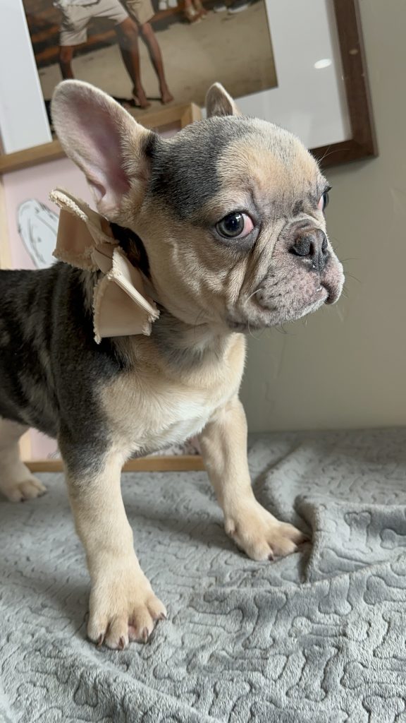 Jax | Blue Merle & Tan French Bulldog Male | Available Now