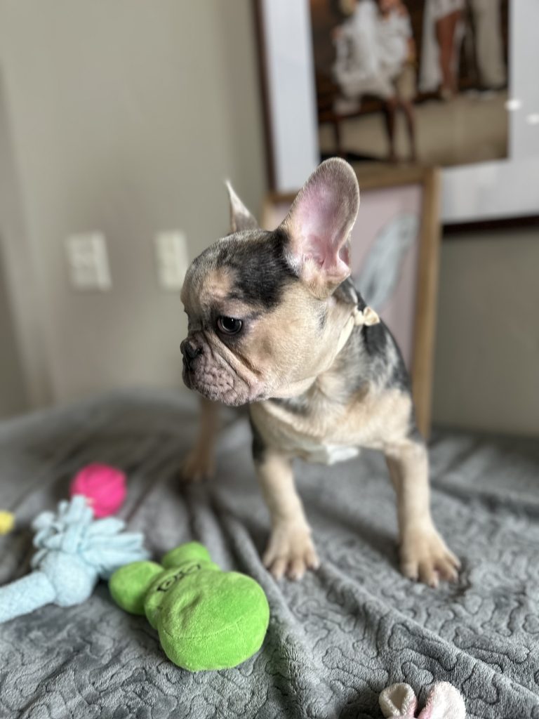 Jax | Blue Merle & Tan French Bulldog Male | Available Now