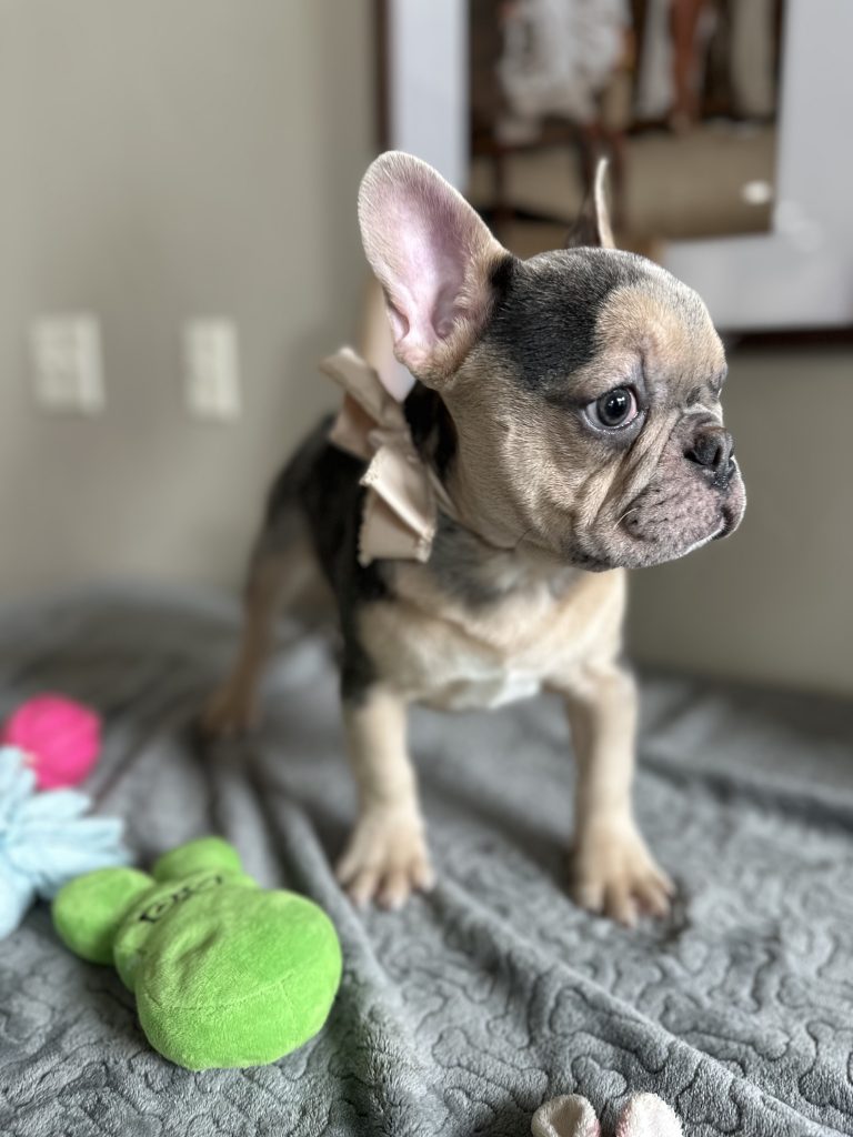Jax | Blue Merle & Tan French Bulldog Male | Available Now