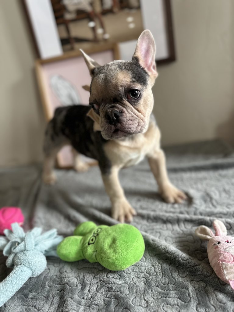 Jax | Blue Merle & Tan French Bulldog Male | Available Now