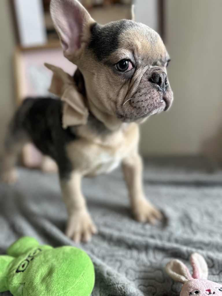 Jax | Blue Merle & Tan French Bulldog Male | Available Now