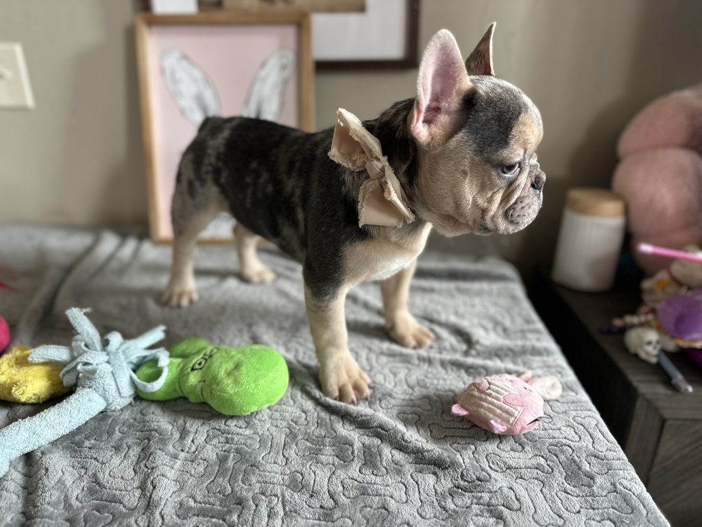 Jax | Blue Merle & Tan French Bulldog Male | Available Now