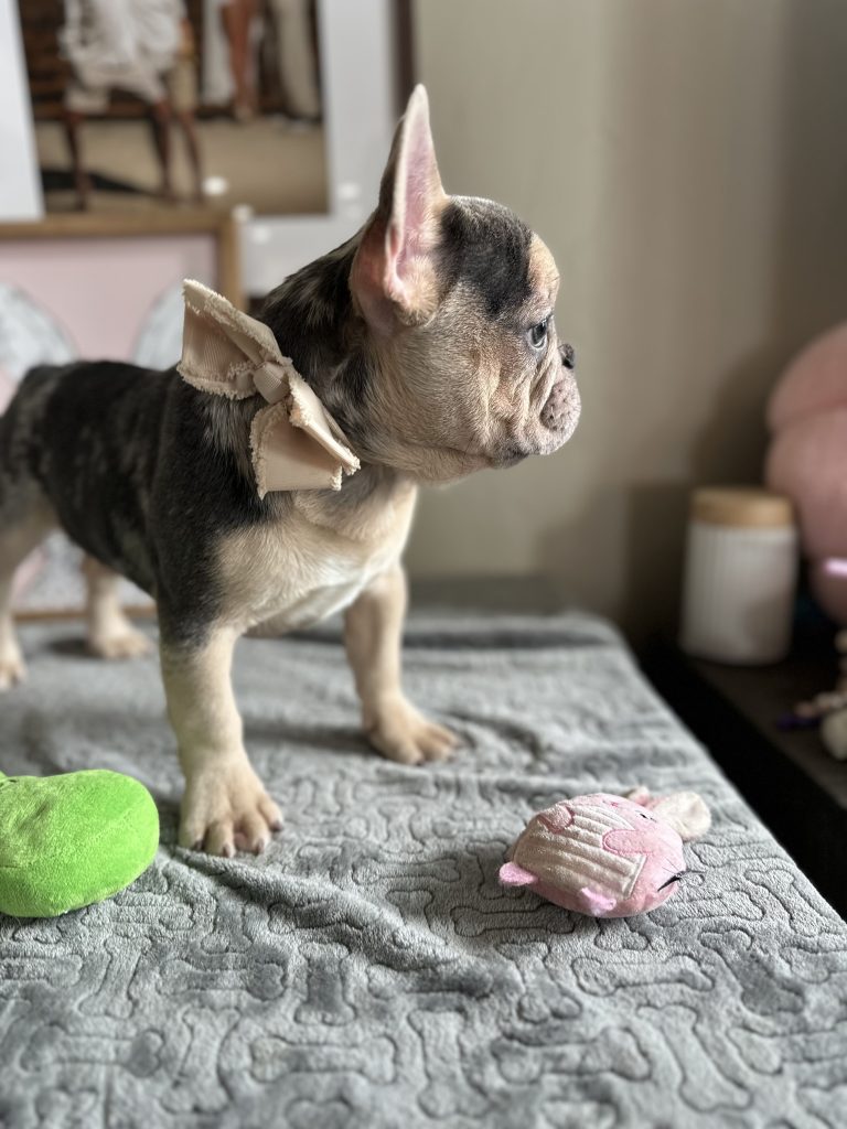 Jax | Blue Merle & Tan French Bulldog Male | Available Now