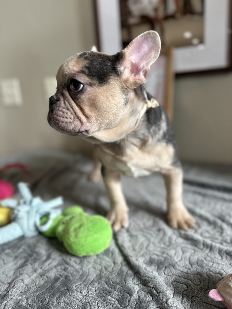 Jax | Blue Merle & Tan French Bulldog Male | Available Now