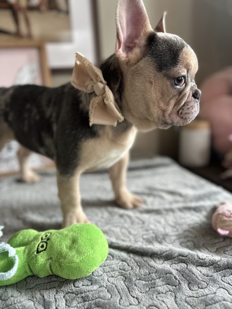 Jax | Blue Merle & Tan French Bulldog Male | Available Now