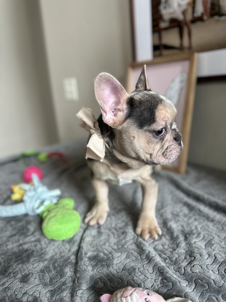 Jax | Blue Merle & Tan French Bulldog Male | Available Now