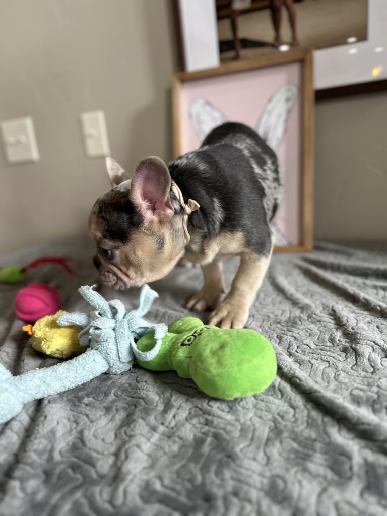 Jax | Blue Merle & Tan French Bulldog Male | Available Now