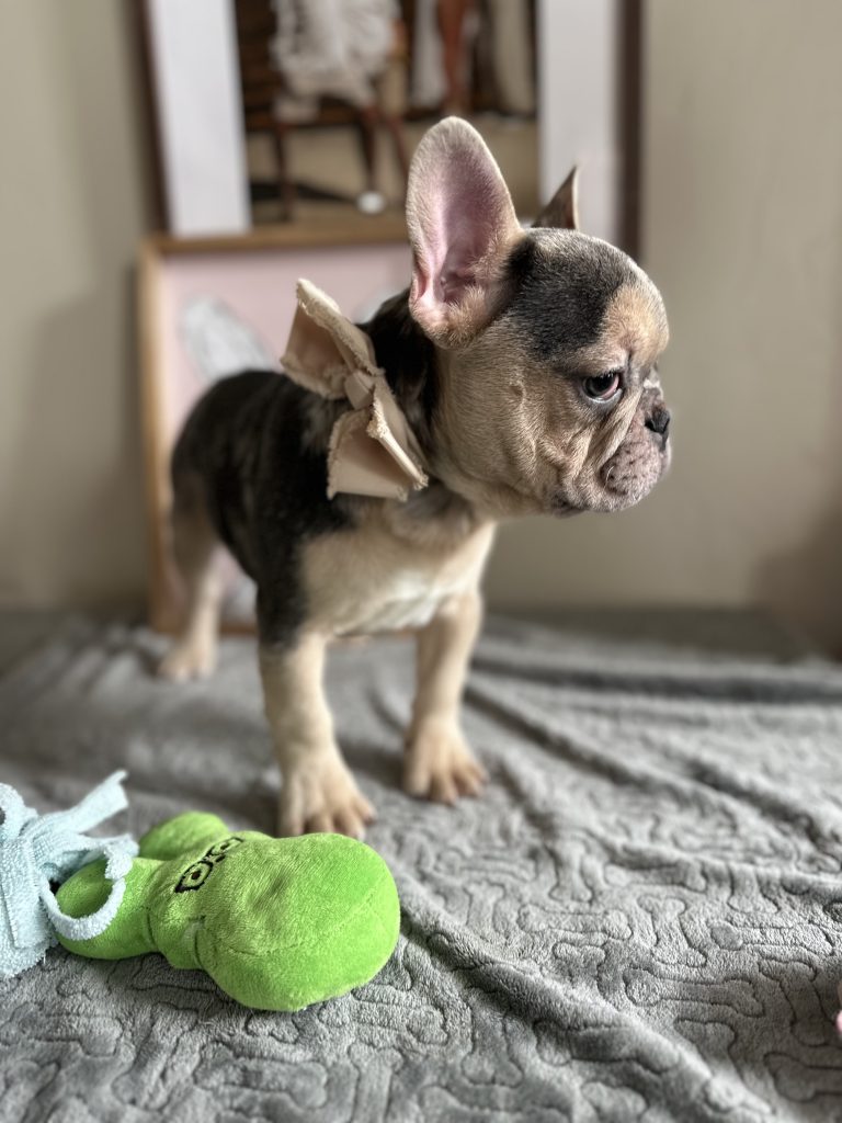 Jax | Blue Merle & Tan French Bulldog Male | Available Now