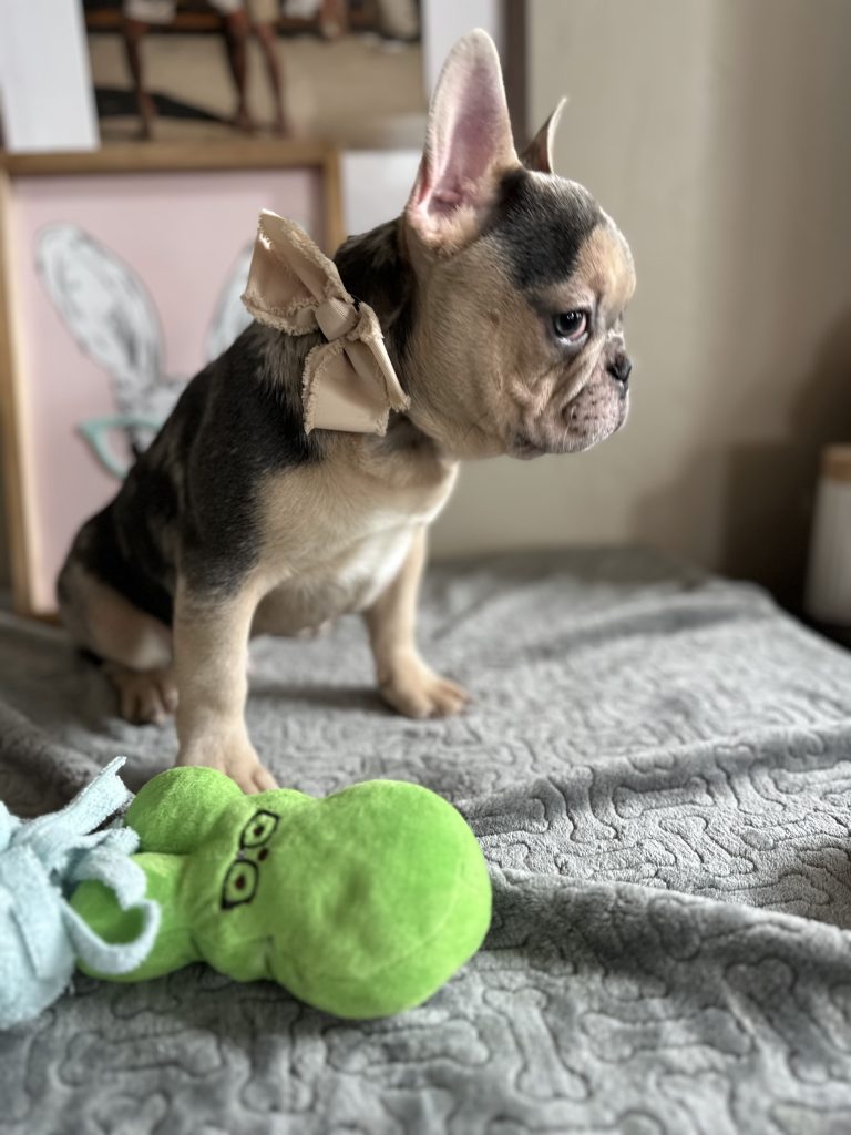 Jax | Blue Merle & Tan French Bulldog Male | Available Now