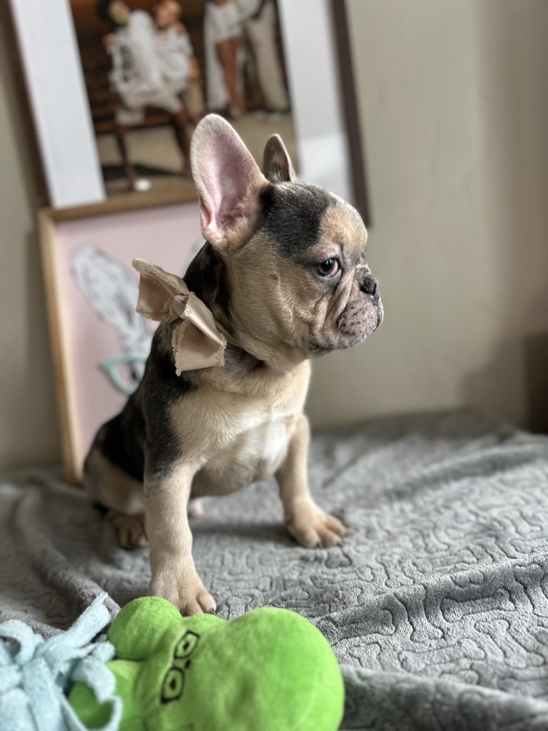 Jax | Blue Merle & Tan French Bulldog Male | Available Now