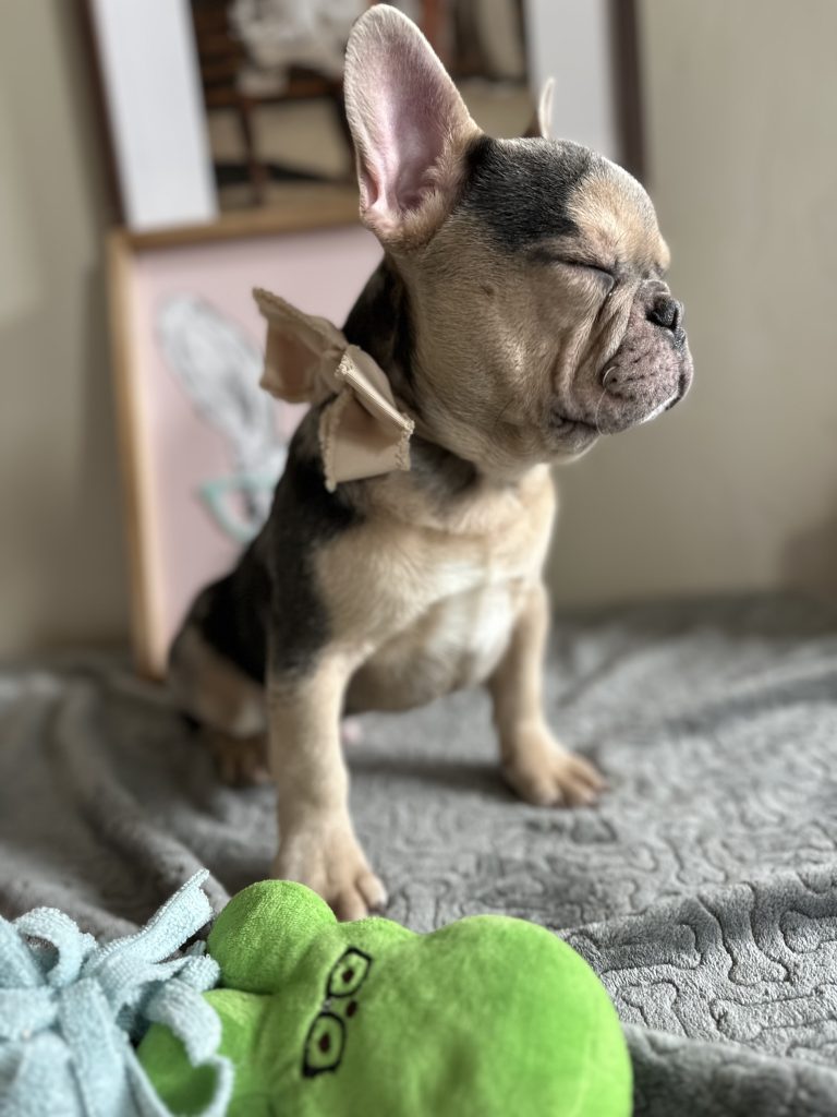 Jax | Blue Merle & Tan French Bulldog Male | Available Now