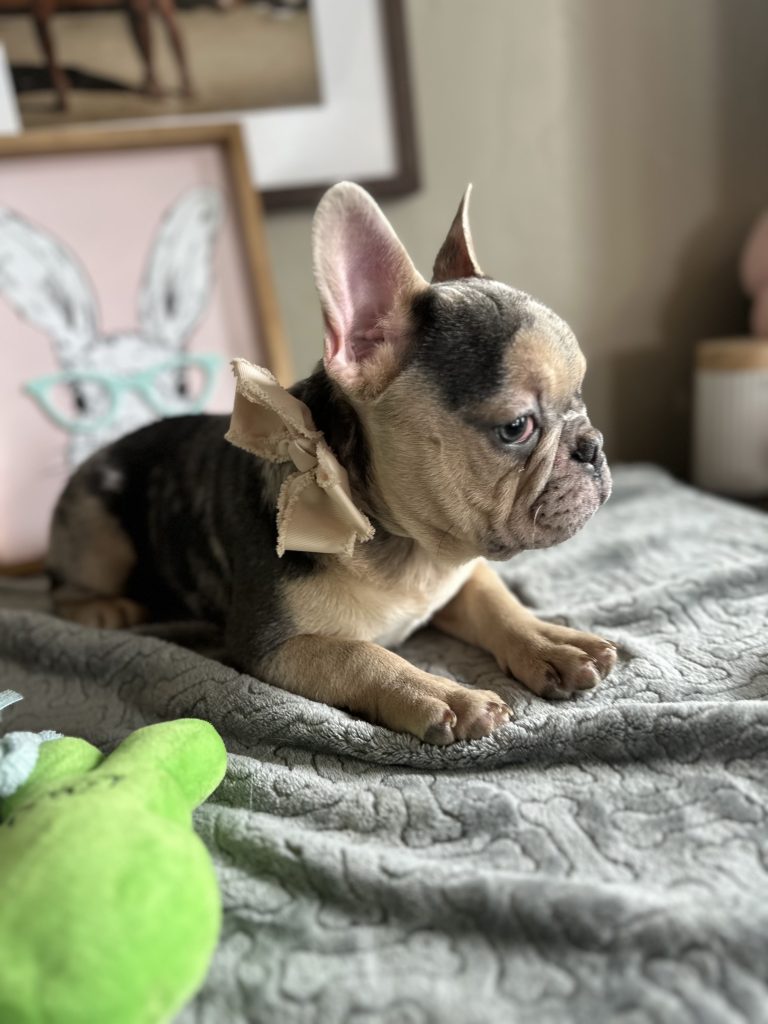 Jax | Blue Merle & Tan French Bulldog Male | Available Now