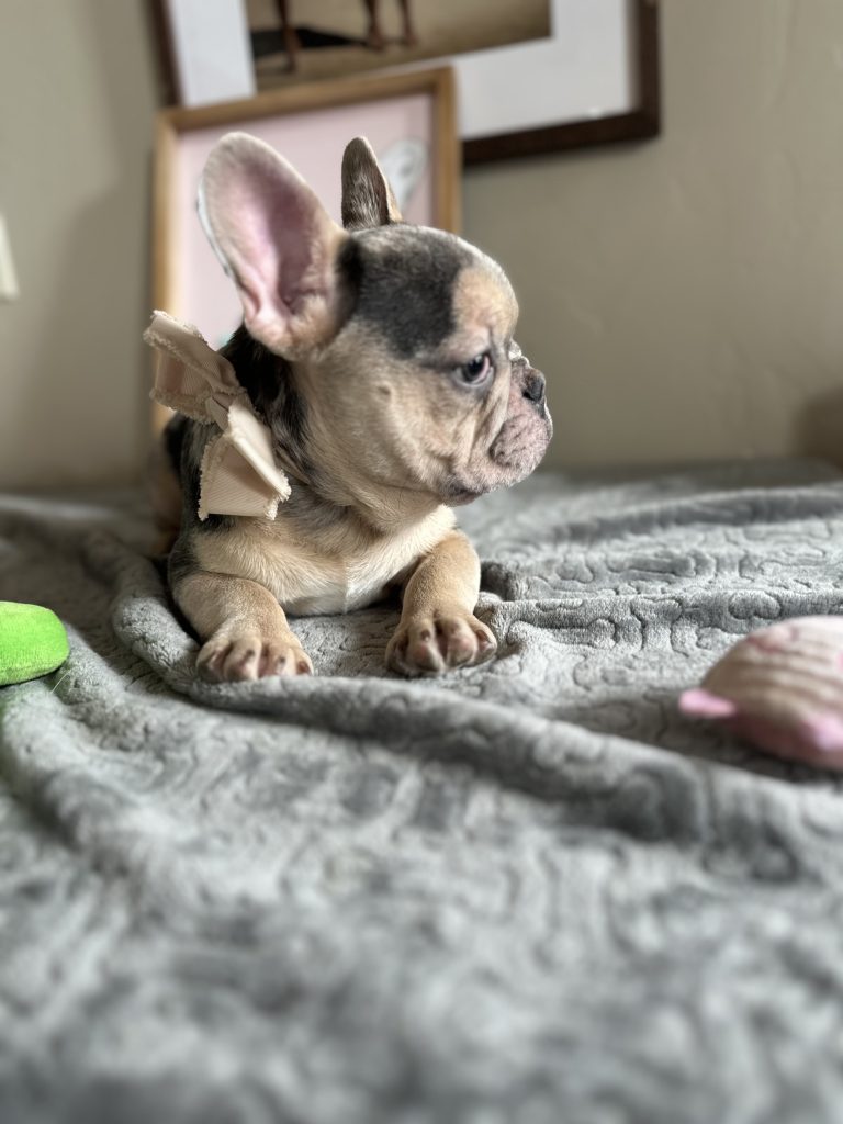 Jax | Blue Merle & Tan French Bulldog Male | Available Now