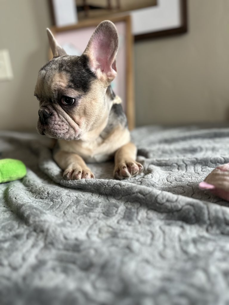 Jax | Blue Merle & Tan French Bulldog Male | Available Now
