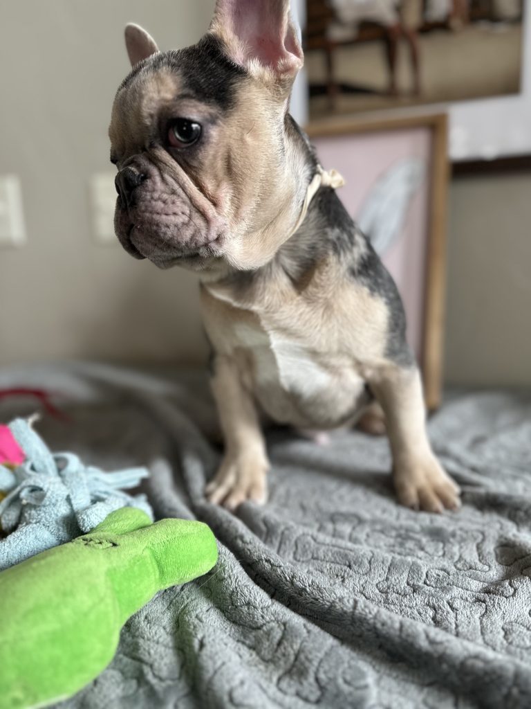 Jax | Blue Merle & Tan French Bulldog Male | Available Now