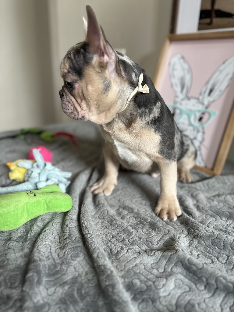 Jax | Blue Merle & Tan French Bulldog Male | Available Now