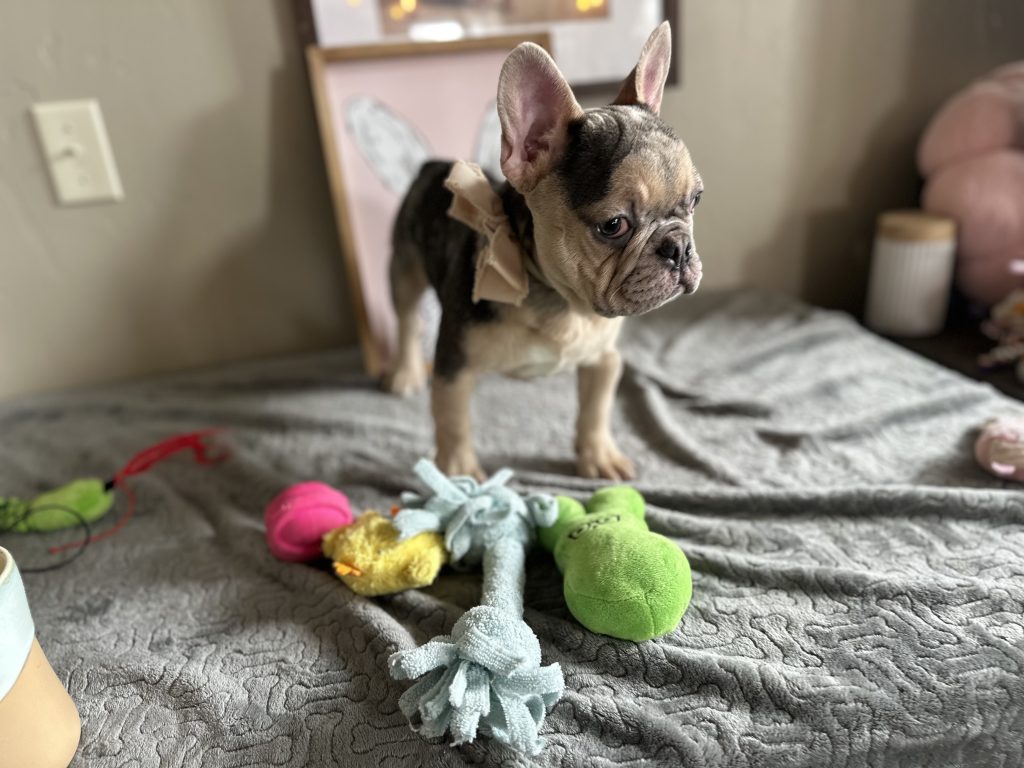Jax | Blue Merle & Tan French Bulldog Male | Available Now