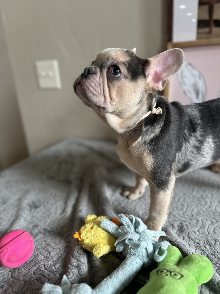 Jax | Blue Merle & Tan French Bulldog Male | Available Now