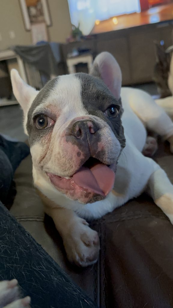 Jax | Blue Merle & Tan French Bulldog Male | Available Now