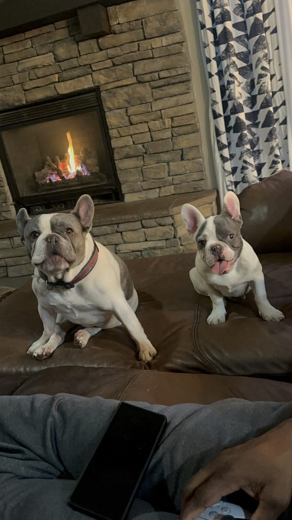 Jax | Blue Merle & Tan French Bulldog Male | Available Now