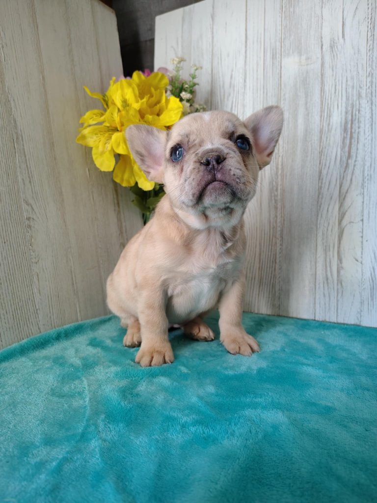 Olive | Blue Fawn Merely French Bulldog Female | Available in April 2025
