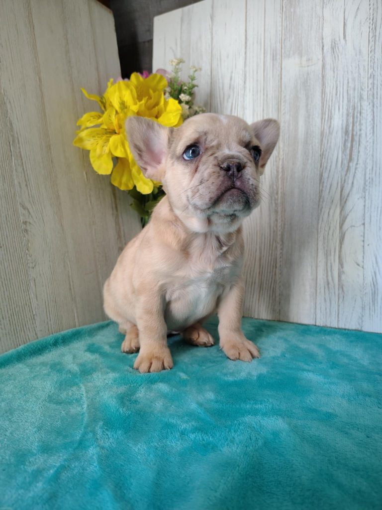 Olive | Blue Fawn Merely French Bulldog Female | Available in April 2025